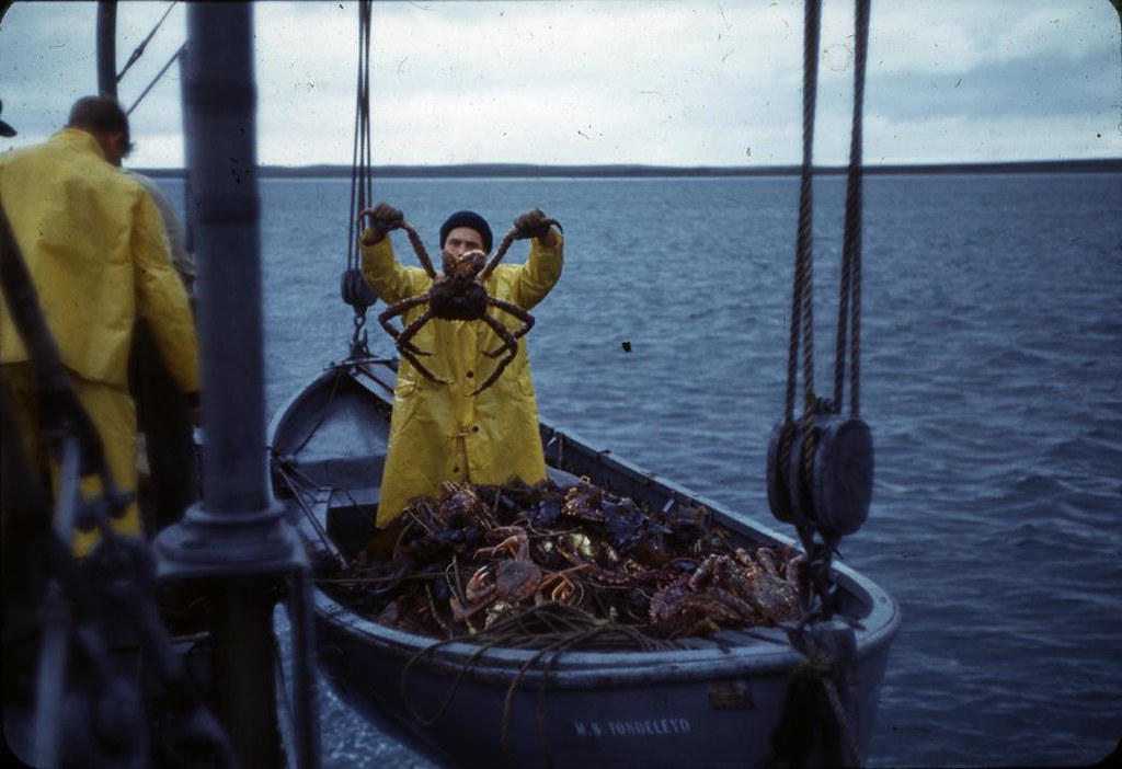 Example of catch from gill netting hoisted on the vessel Tondeleyo, September 19, 1940, during Alaska King Crab Investigation