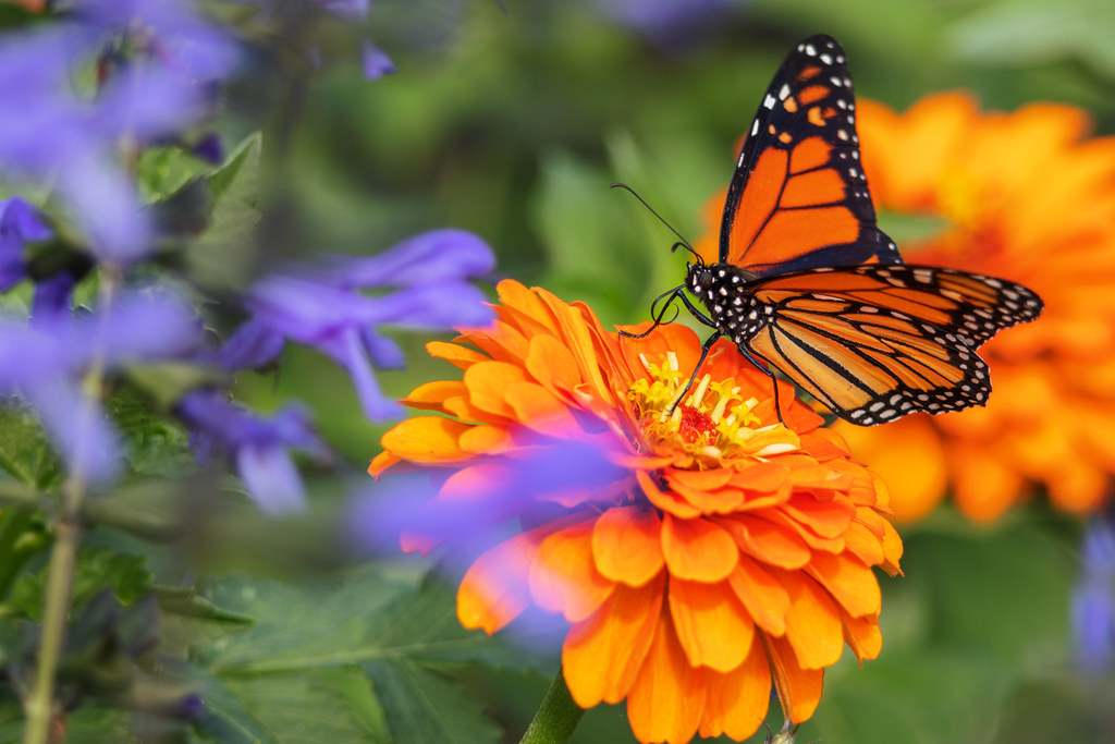 Monarch butterfly