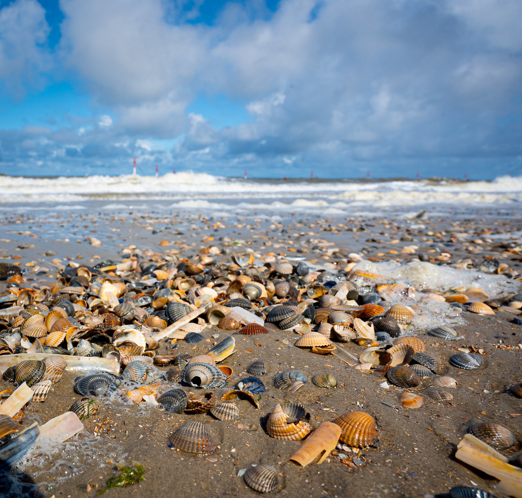 A beach full of shells