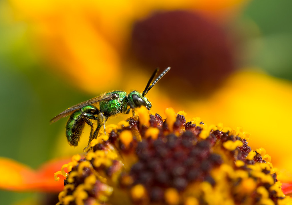 pollinator