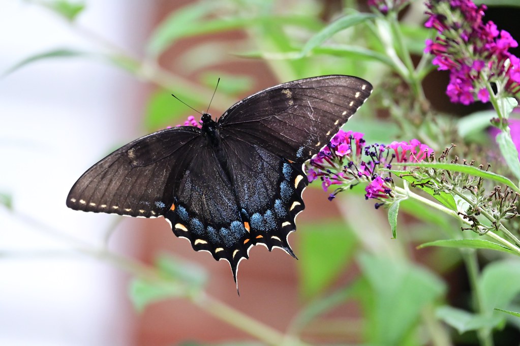 4199ex showy swallowtail