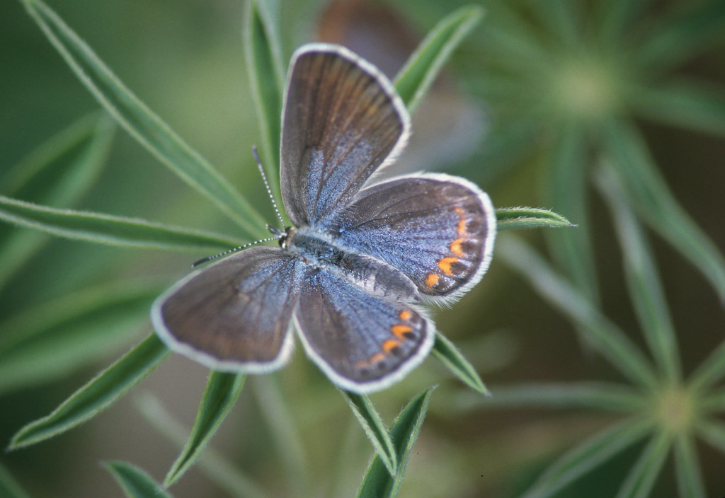 Karner blue, Lycaeides melissa samuelis - female