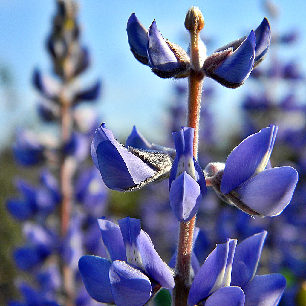 Sky Blue Lupine in the Dunes