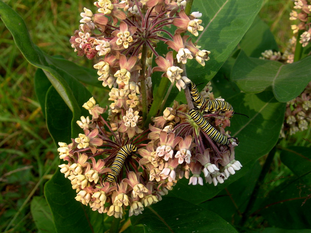 Swamp Milkweed