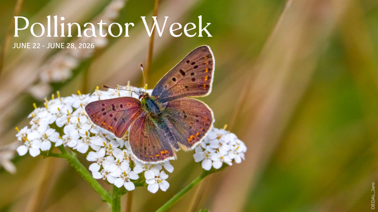 Kicking off Pollinator Week