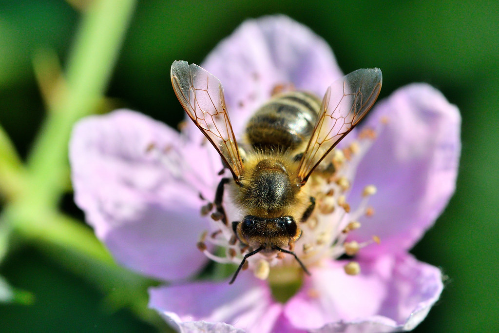 Insect pollinating