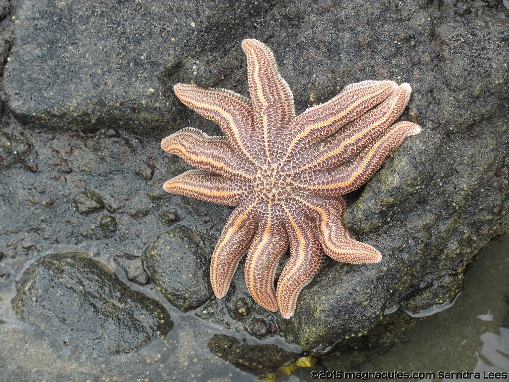 Piha beach and area (65)