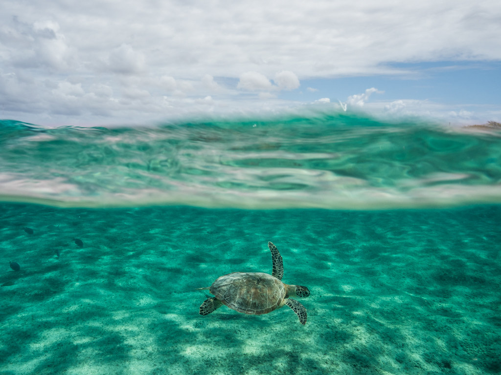 Green Turtle Cruise