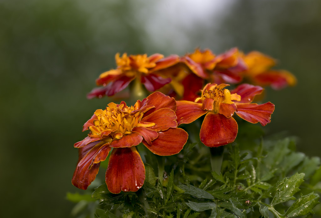 Moist marigolds