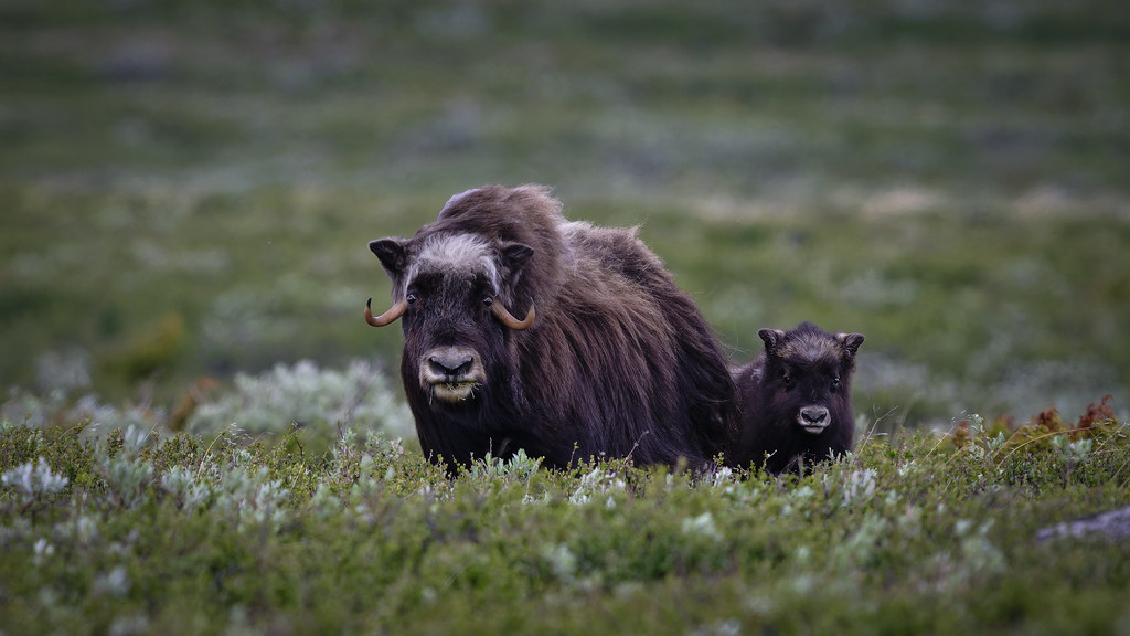 Muskox with calf - Myskoxe med kalv