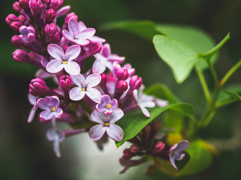 lilacs