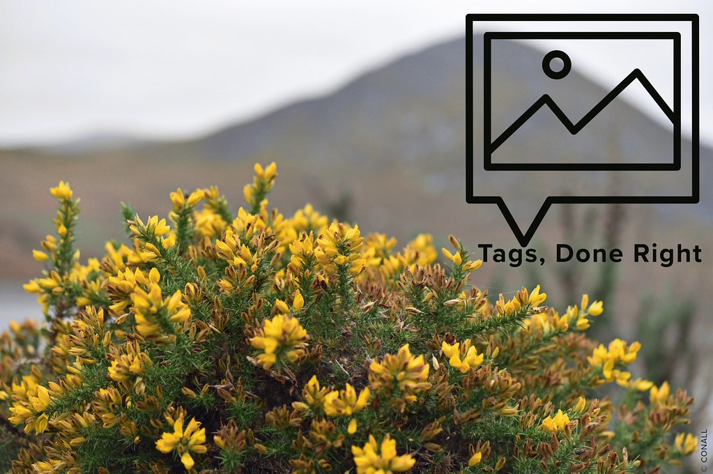 How to Tag Your Photos on Flickr (and why it matters)
